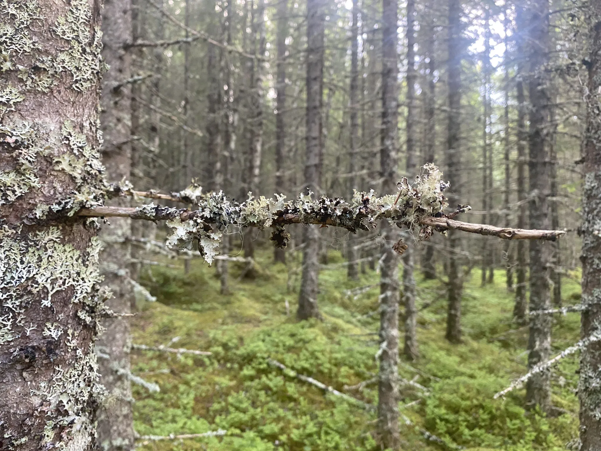 Mystischer Wald Norwegen