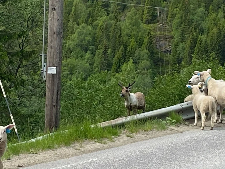 Rentiere Norwegen